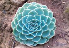 Una planta conocida como "repollito" que muestra diseño fractal